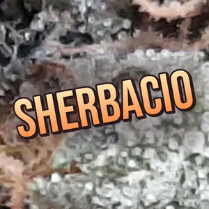 Sherbacio Cannabis Strain
