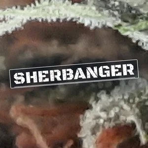 Sherbanger Cannabis Strain