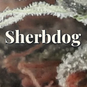 Sherbdog Cannabis Strain