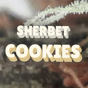 Sherbet Cookies Cannabis Strain