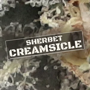 Sherbet Creamsicle Cannabis Strain