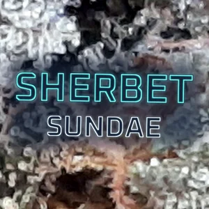 Sherbet Sundae Cannabis Strain