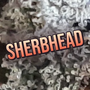 Sherbhead Cannabis Strain