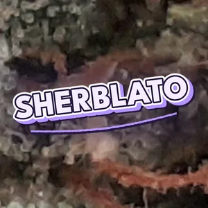 Sherblato Cannabis Strain
