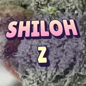 Shiloh Z Cannabis Strain