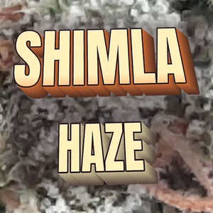 Shimla Haze Cannabis Strain