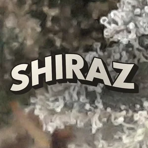 Shiraz Cannabis Strain