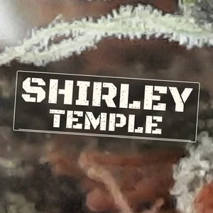 Shirley Temple Cannabis Strain