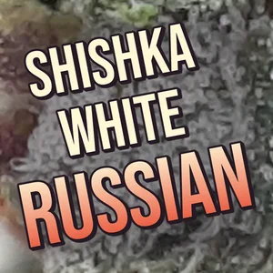 Shishka White Russian Cannabis Strain