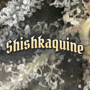 Shishkaquine Cannabis Strain