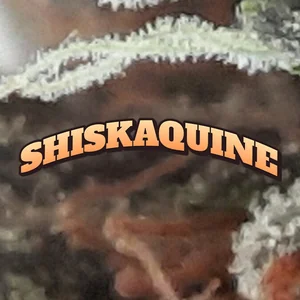 Shiskaquine Cannabis Strain