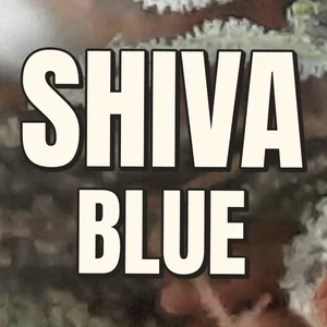 Shiva Blue Cannabis Strain