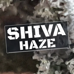 Shiva Haze Cannabis Strain