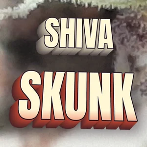 Shiva Skunk Cannabis Strain