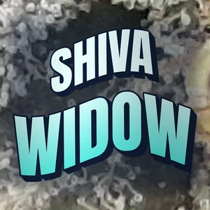Shiva Widow Cannabis Strain
