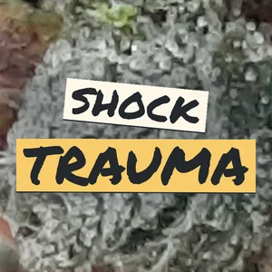 Shock Trauma Cannabis Strain