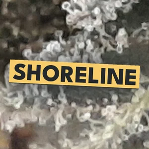 Shoreline Cannabis Strain
