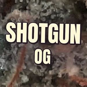 Shotgun OG Cannabis Strain