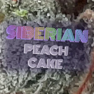 Siberian Peach Cake Cannabis Strain