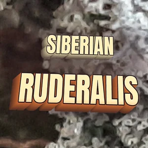 Siberian Ruderalis Cannabis Strain