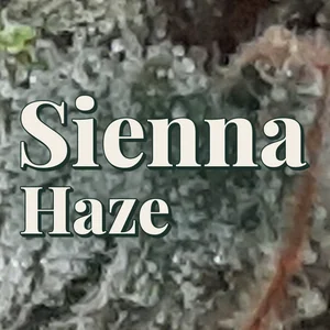 Sienna Haze Cannabis Strain