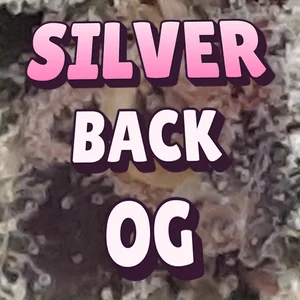 Silver Back OG Cannabis Strain
