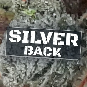 Silver Back Cannabis Strain