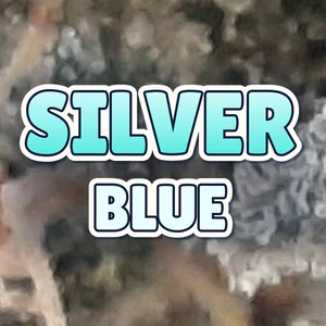 Silver Blue Cannabis Strain