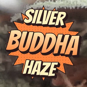 Silver Buddha Haze Cannabis Strain