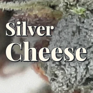 Silver Cheese Cannabis Strain
