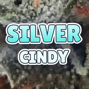 Silver Cindy Cannabis Strain