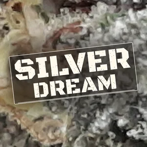 Silver Dream Cannabis Strain