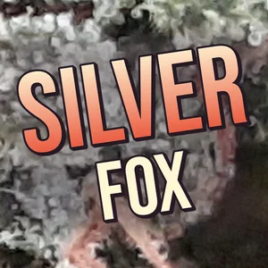 Silver Fox Cannabis Strain
