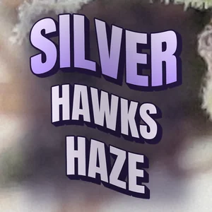 Silver Hawks Haze Cannabis Strain