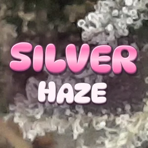 Silver Haze Cannabis Strain