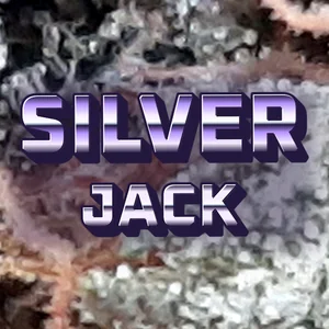 Silver Jack Cannabis Strain