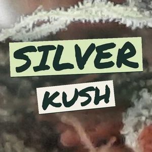 Silver Kush Cannabis Strain