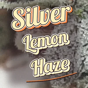Silver Lemon Haze Cannabis Strain