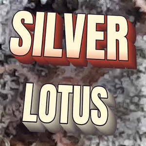 Silver Lotus Cannabis Strain
