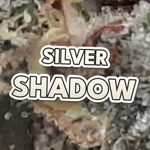 Silver Shadow Cannabis Strain