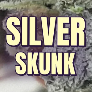 Silver Skunk Cannabis Strain