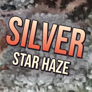 Silver Star Haze Cannabis Strain