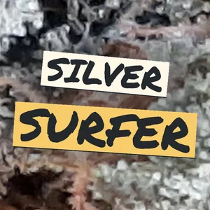 Silver Surfer Cannabis Strain