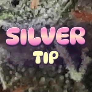 Silver Tip Cannabis Strain