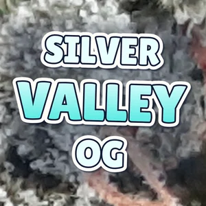 Silver Valley OG Cannabis Strain