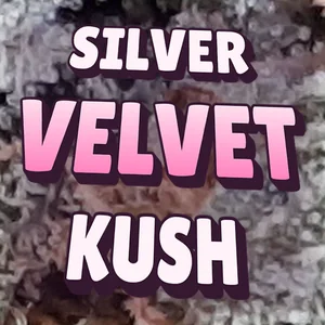 Silver Velvet Kush Cannabis Strain
