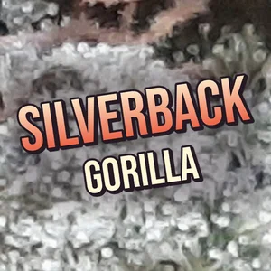 Silverback Gorilla Cannabis Strain