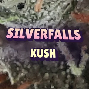 Silverfalls Kush Cannabis Strain