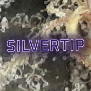 Silvertip Cannabis Strain