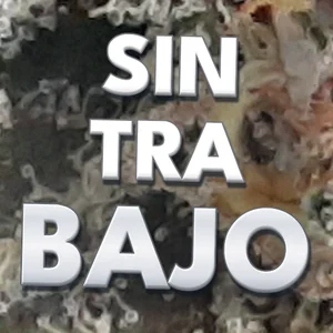 Sin Tra Bajo Cannabis Strain